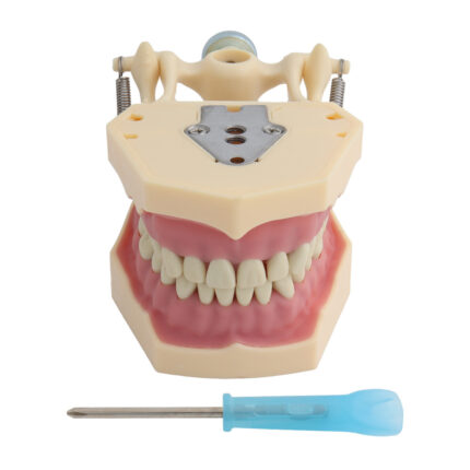 Dentalmodell Dentalmodell Dentallehre