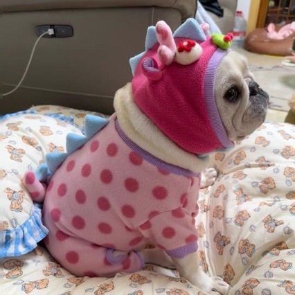 Haustierkleidung Winter Haustierkleidung Wintermantel